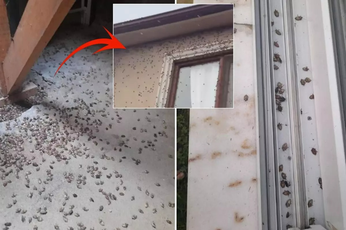 DÜNYAYI TEHDİT EDEN BÖCEK TÜRKİYE’DE HIZLA YAYILIYOR!