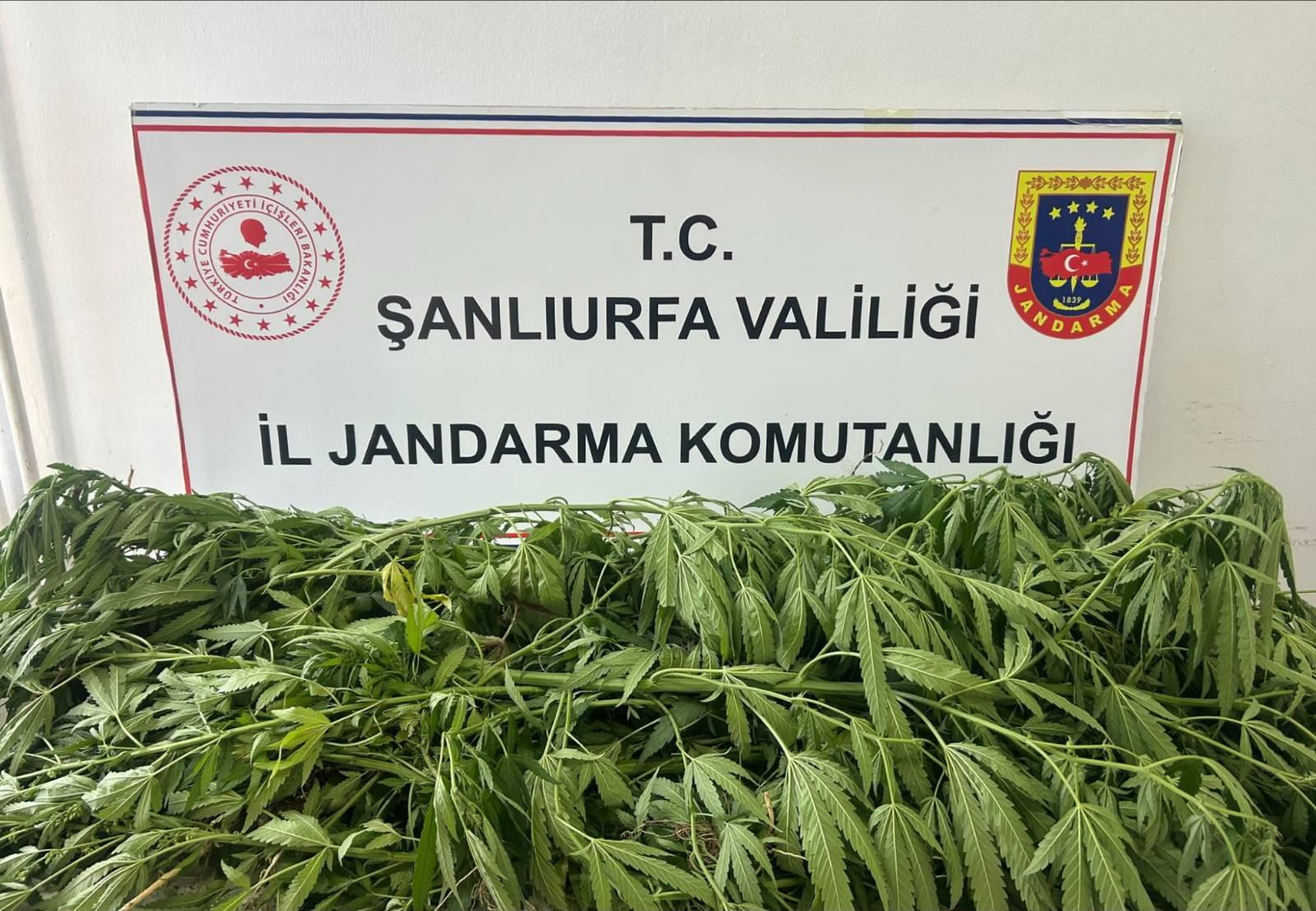 Şanlıurfa'da Kenevir Operasyonu: Suruç'ta 35 Kök Kenevir Ele Geçirildi