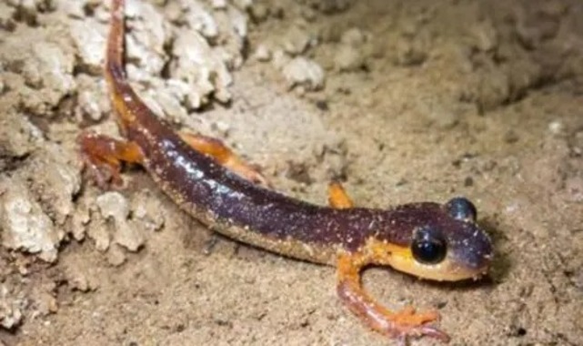 Türkiye'de tescillenen 154 mağarada, 30 memeli türü ve endemik canlılar keşfedildi;