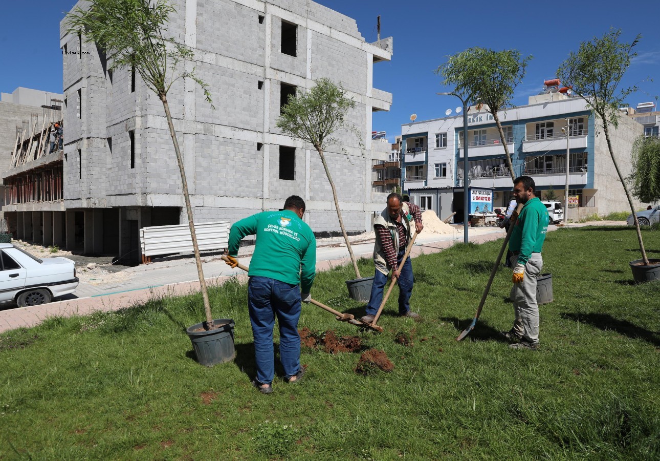 Haliliye Belediyesi parklarda ağaçlandırma çalışması yapıyor;