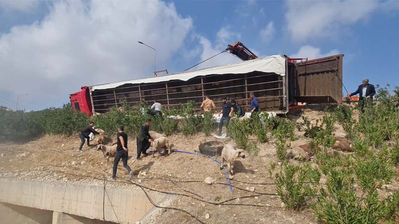 Şanlıurfa-Diyarbakır yolunda canlı hayvan yüklü tır devrildi;