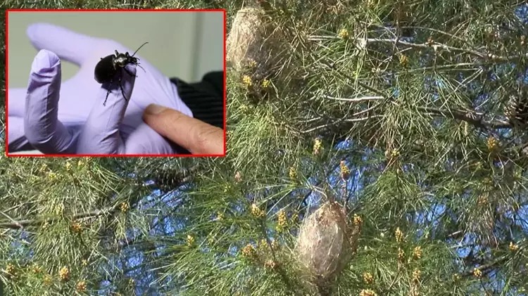 Çam kese böcekleri ile biyolojik mücadele