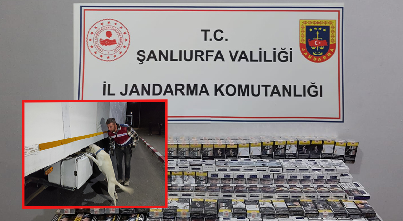 Şanlıurfa’da jandarmadan ‘şok yol arama’ faaliyeti;