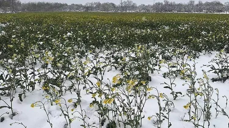 Trakya'nın 'sarı altın çiçeği' kanola tarlaları, nisan karıyla beyaza büründü;