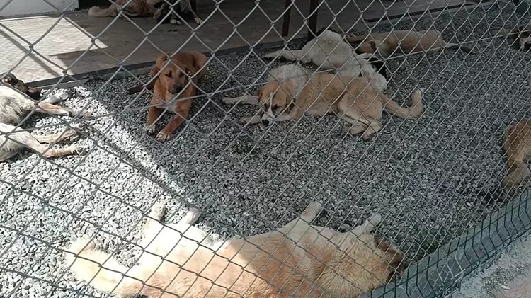 Batman'da toplatılan başıboş sokak hayvanları barınağa yerleştirildi;