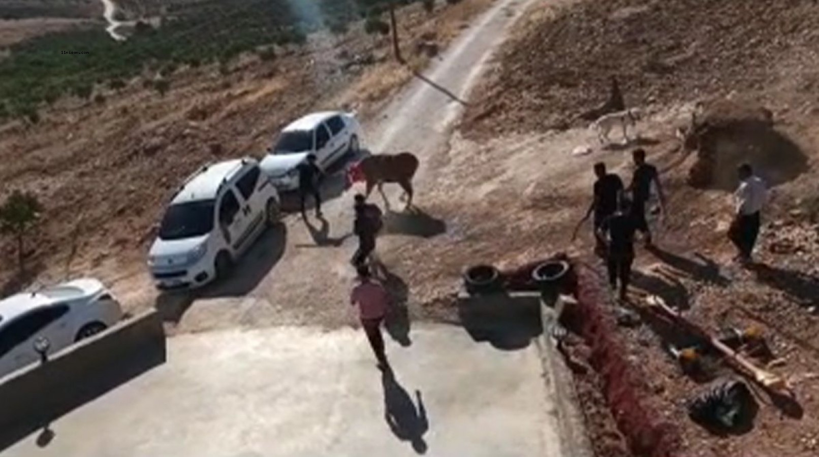 Kurbanlık tosun kaçtı onlar kovaladı;