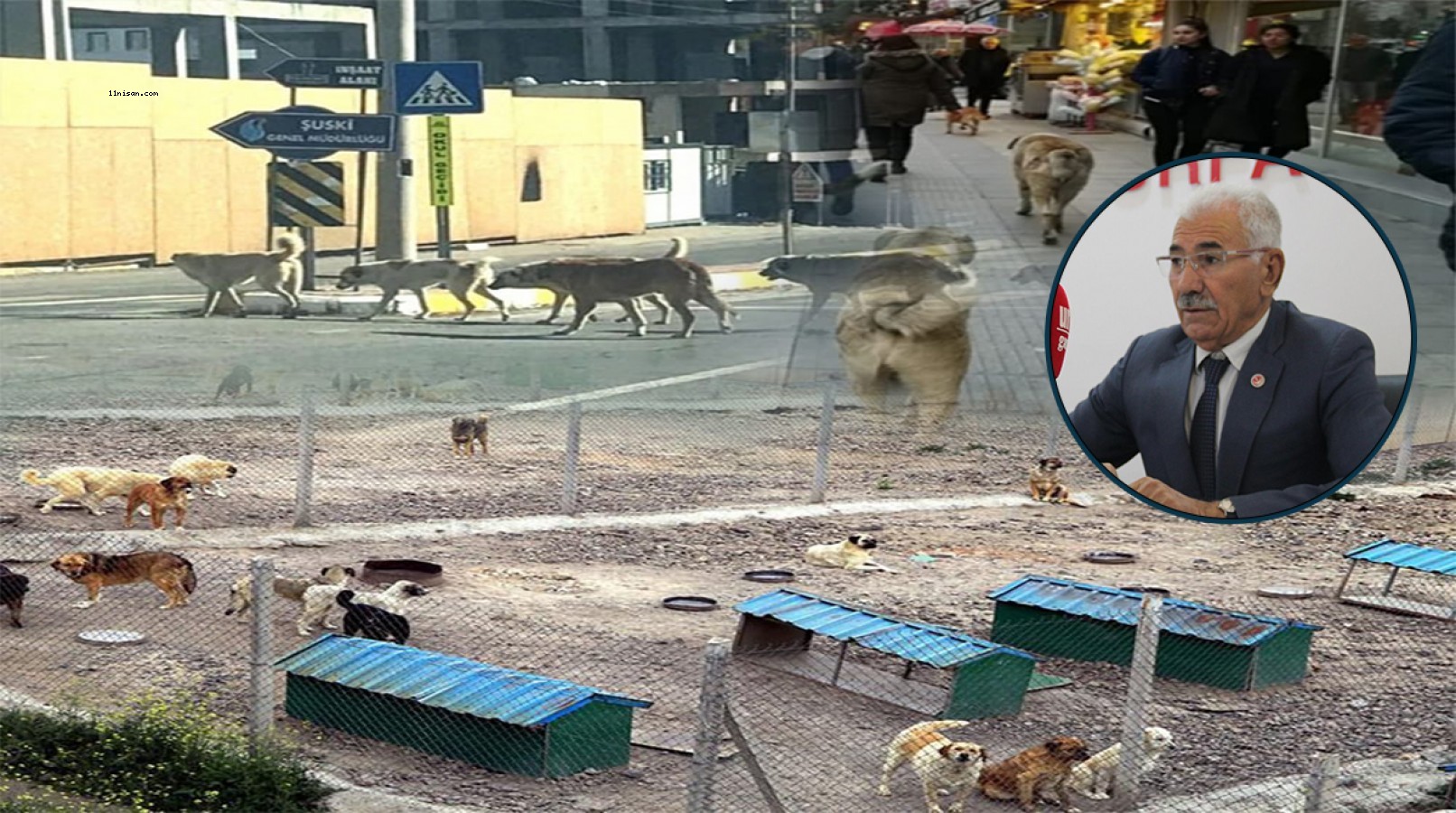 YRP İl Başkanı Yavuz'dan başıboş köpeklerle ilgili barınak çağrısı;