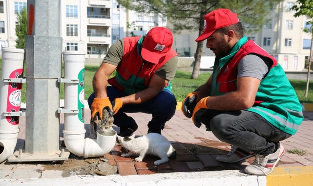 Belediyeden sokak hayvanlarına su ve mama desteği;