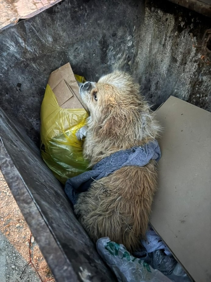 Vicdansızlığın böylesi: İple ayaklarını bağladığı köpeği çöpe attı...;