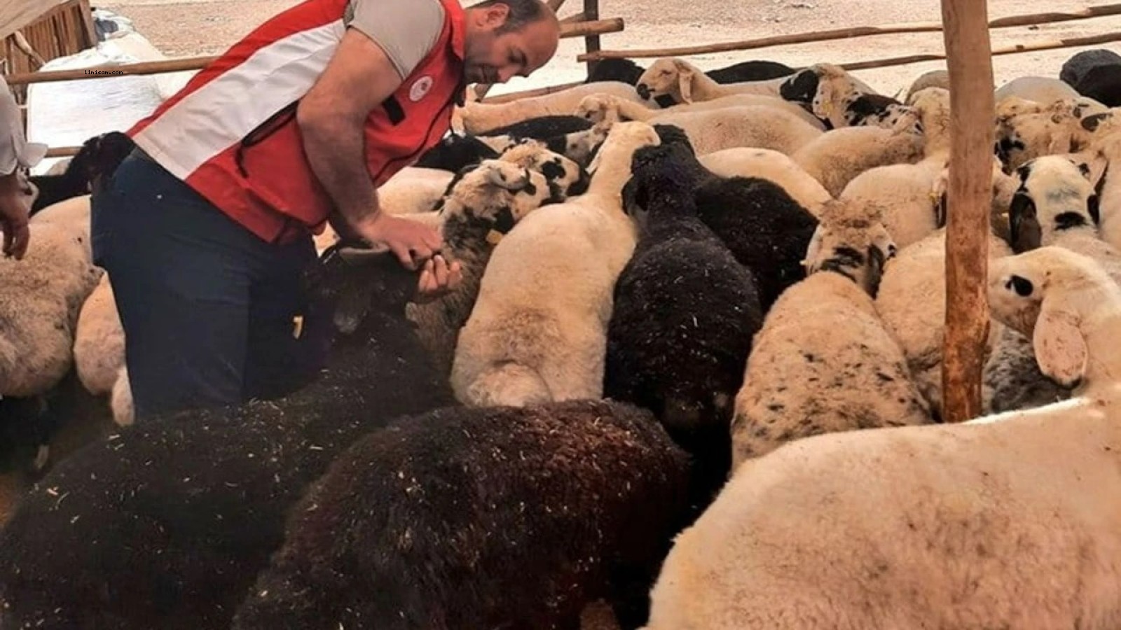 Kurbanlık Krizi mi Geliyor? Bayram Öncesi Şok Yasak;