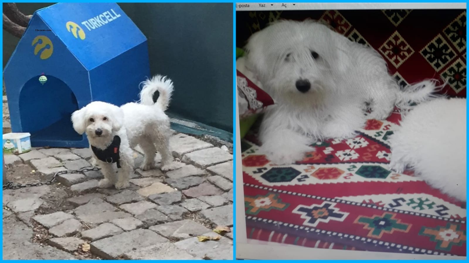 Karaköprü’de kaybolan köpeği bulana ödül verilecek;
