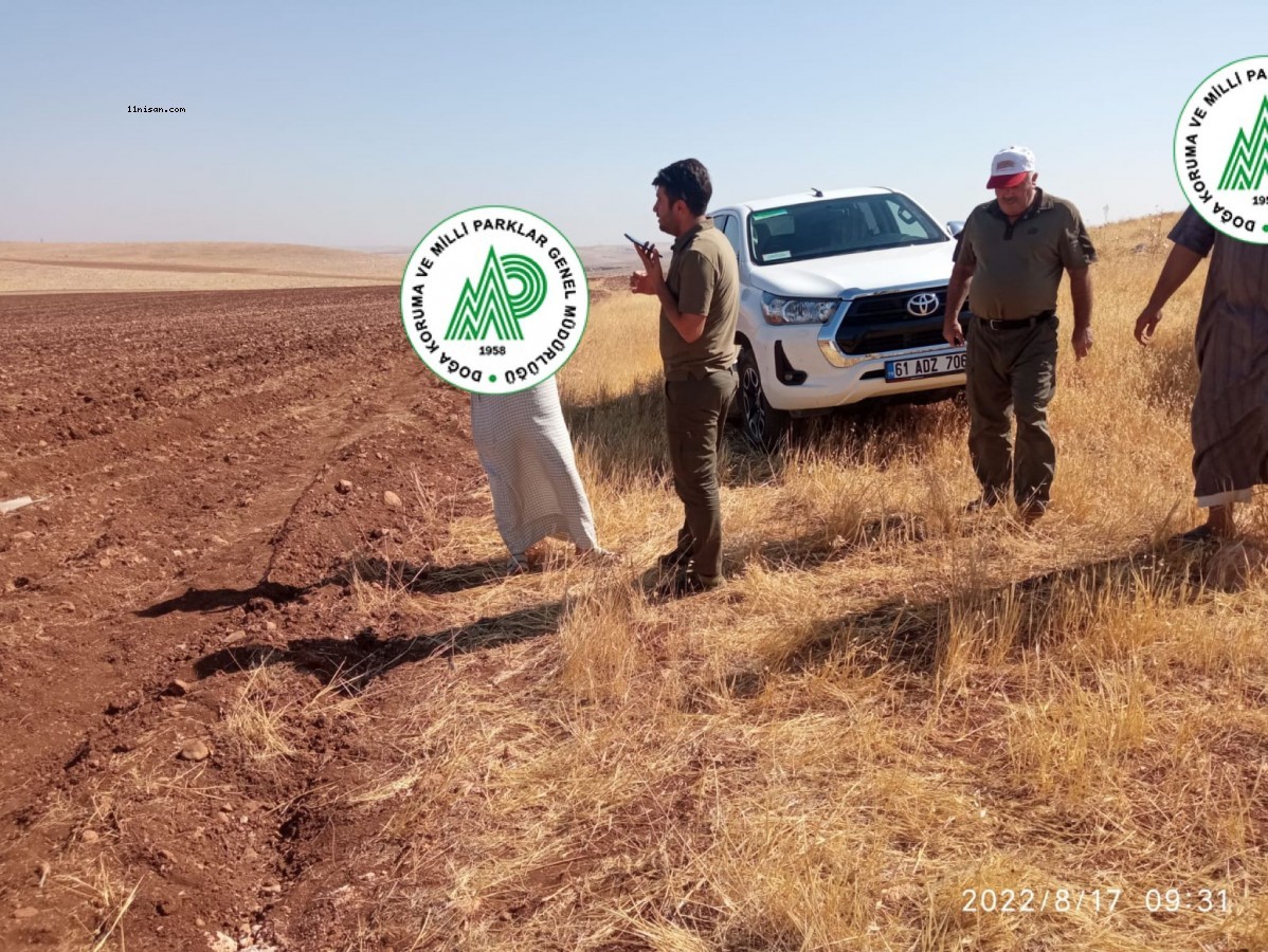 Urfa'da güvercin avlayan kaçak avcılar yakalandı!;