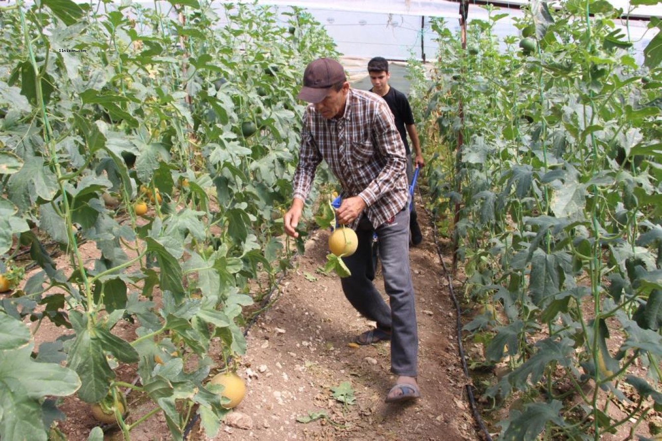 "Bu mevsimde olmaz" dediler, 2 ton hasat yapıp kilosunu 200 TL’den sattı