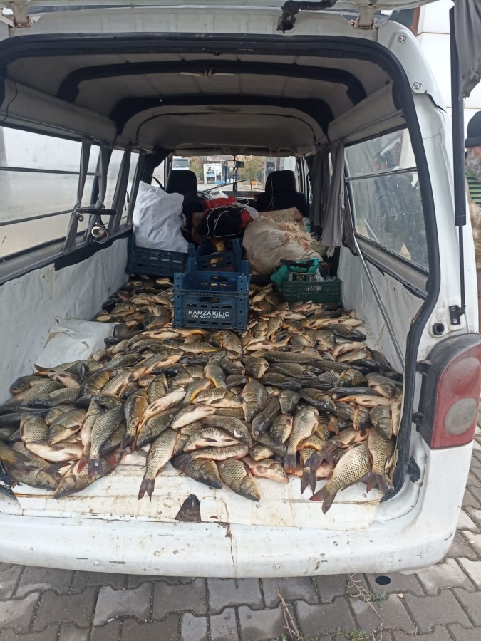 Kaçak avlanan yarım ton balık jandarmanın denetimine takıldı;