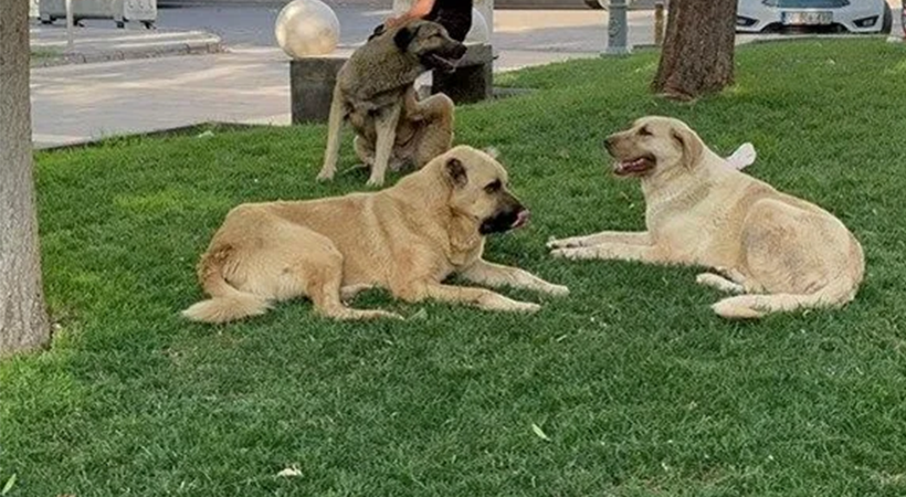 İstanbul'da alınan sokak köpeklerini toplama kararı Urfa için de bekleniyor;