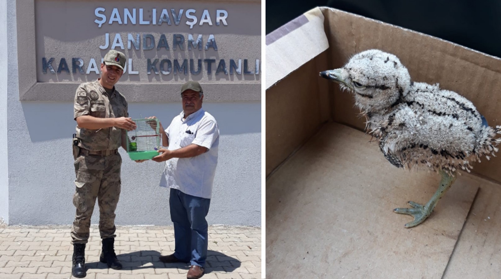 Yaralı halde yavru kocagöz kuşu bulundu