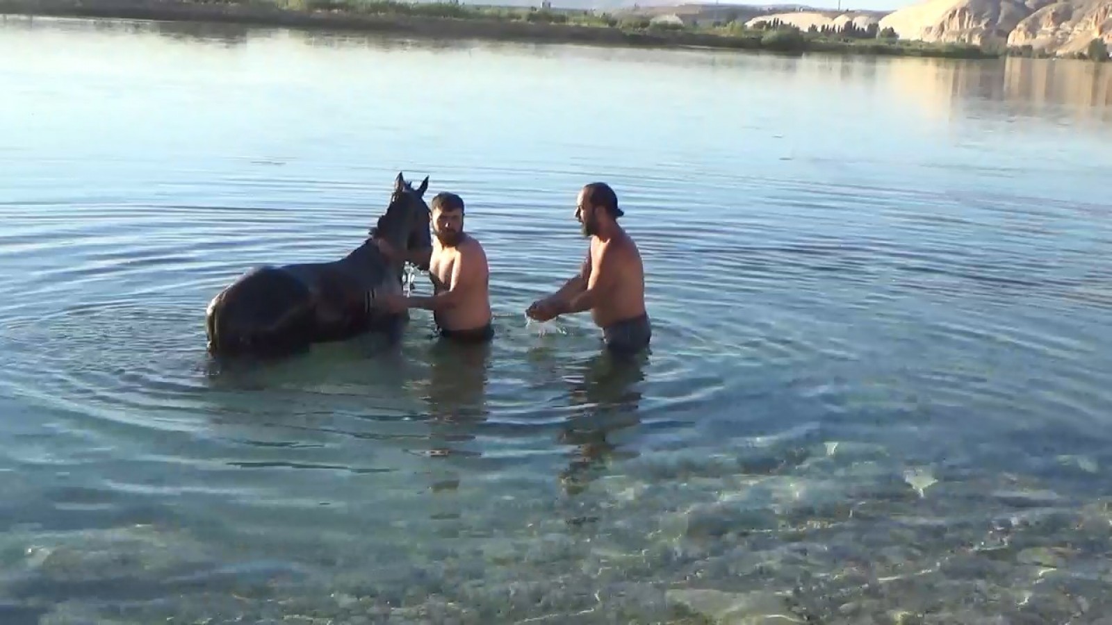 Urfa’da sıcaktan bunalan atlar böyle serinledi;