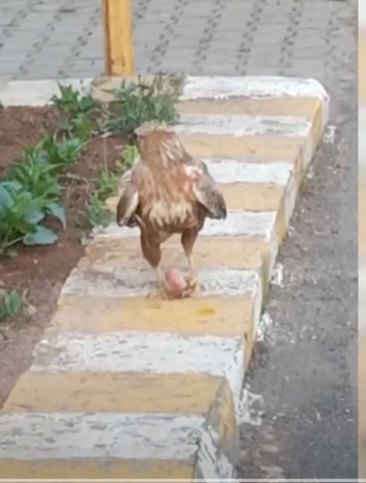 Yaralı halde bulanan kartal iyileştirildiği yerden ayrılmıyor;