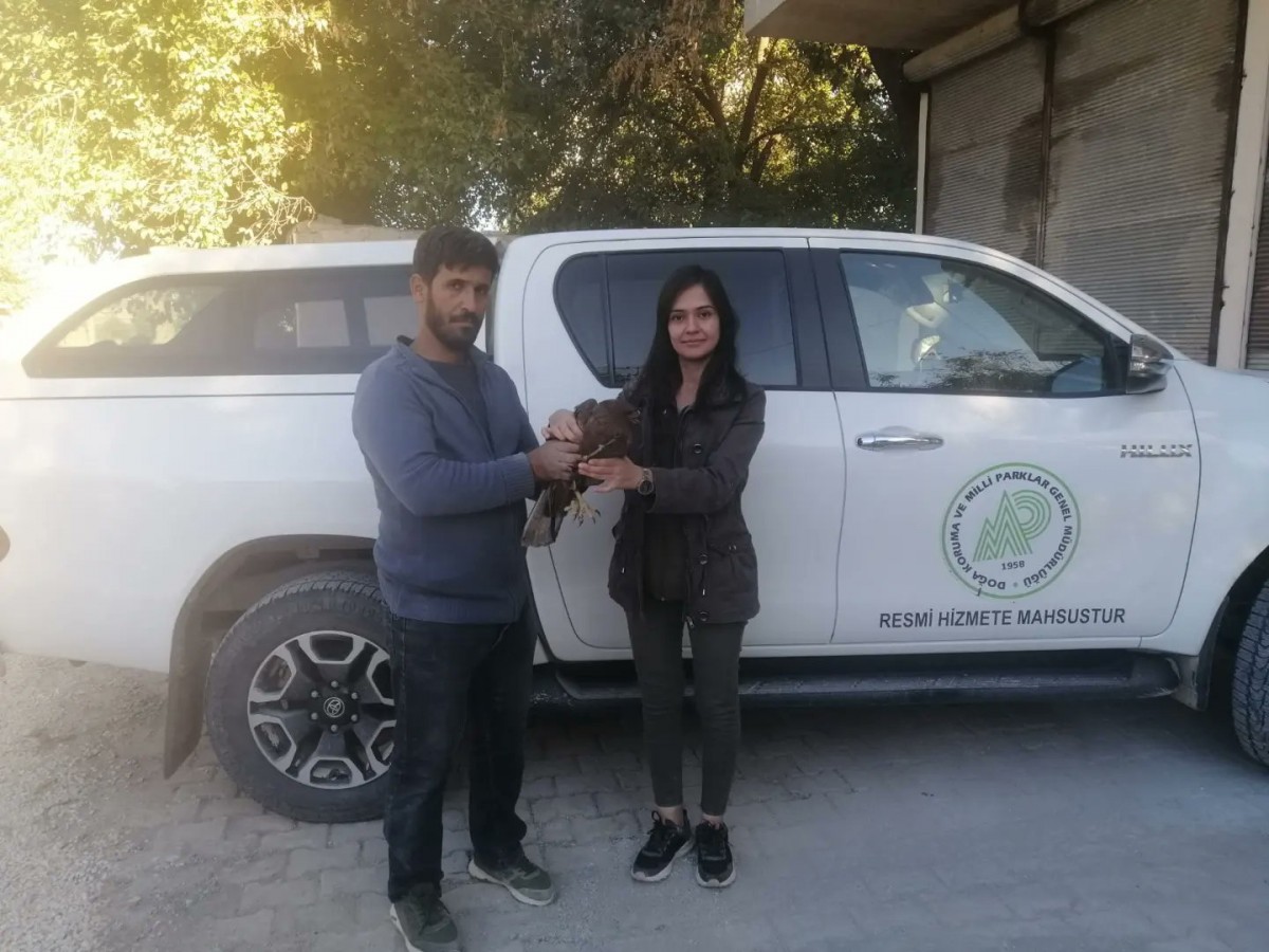 Yaralı kızıl şahin Urfa'da tedavi edilecek;