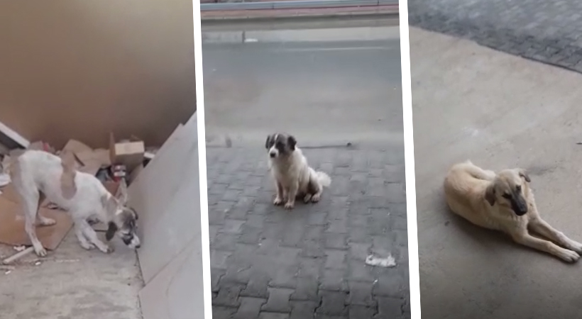 Şanlıurfa’da sokak hayvanları can çekişiyor;