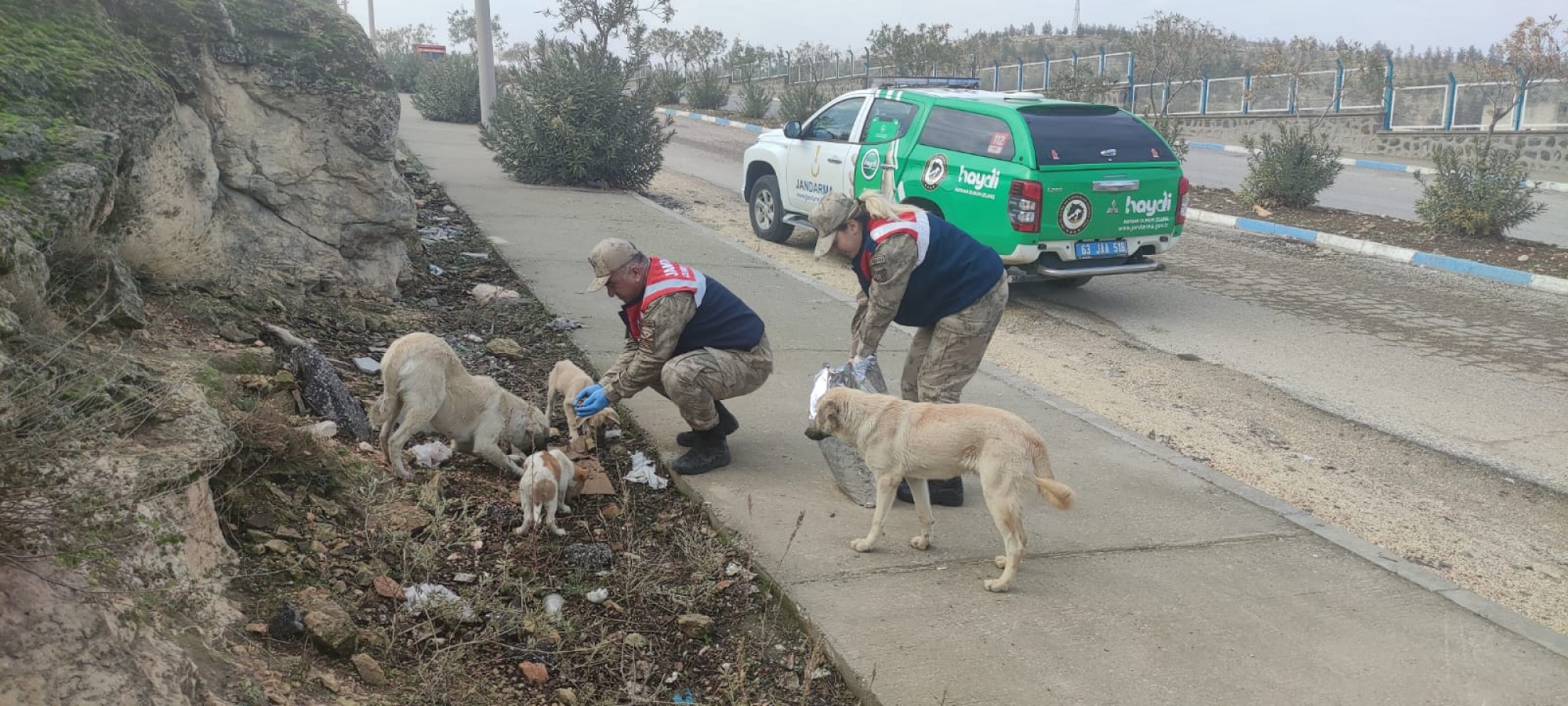 HAYDİ Urfa’da sokak hayvanlarını unutmadı;