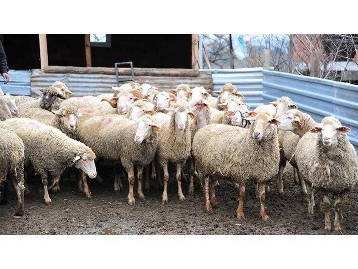 "Şap" hastalığı görülen 8 işletmeye karantina;