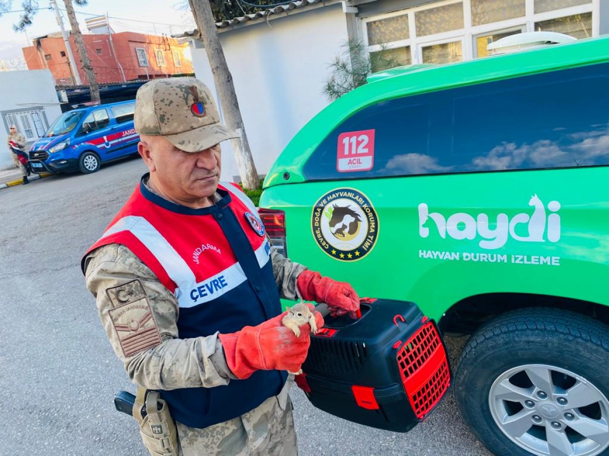 Urfa’da otobüs bagajında yavru sincaplar bulundu;