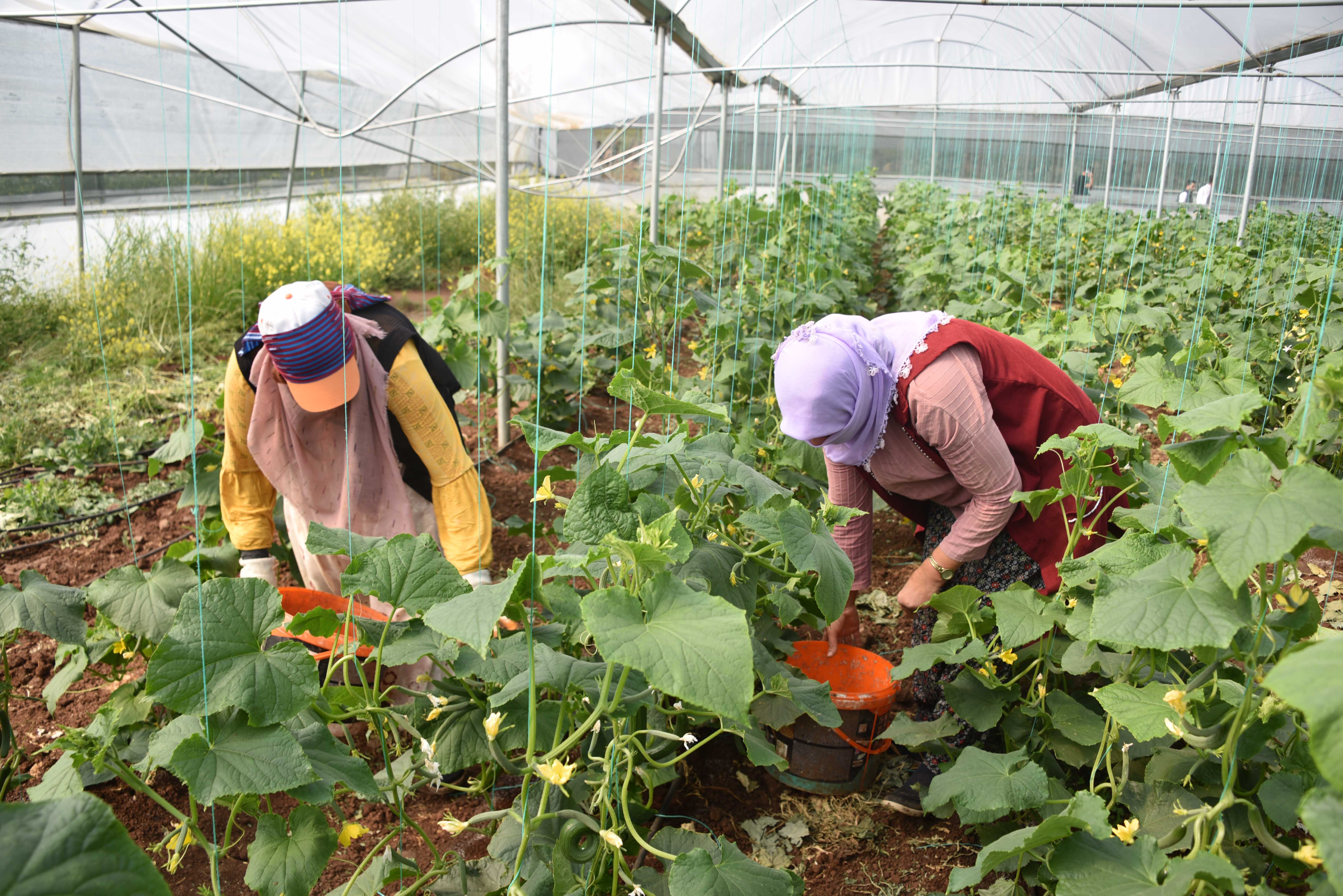 Siverek'teki seralarda ürün çeşitliliği artıyor;