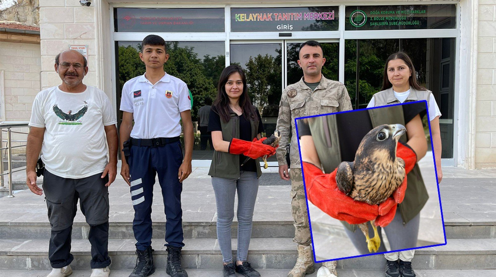 Birecik’te yaralı halde bulunan yavru doğan DKMP ekiplerince tedaviye alındı;