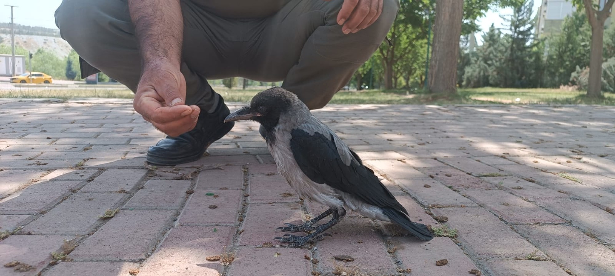 Urfa’da bitkin halde bulunan karga tedaviye alındı;