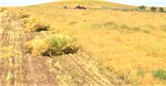 Urfa'da çiftçinin isyanı: Bir daha mercimek ekmeyeceğim;