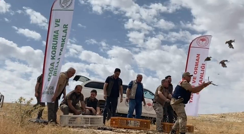 Urfa’da 300 adet kınalı keklik doğaya bırakıldı;
