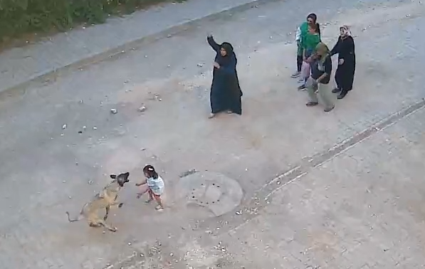Ceylanpınar’da başıboş sokak köpeği tehlikesi;