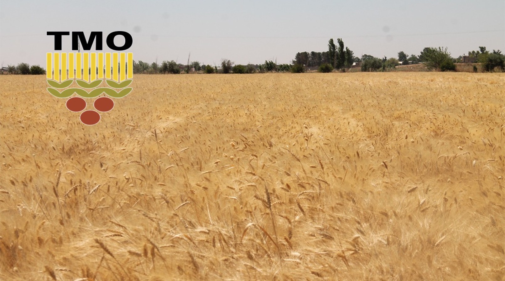 TMO’dan randevu alabilmek için torpil gerekiyor iddiası;