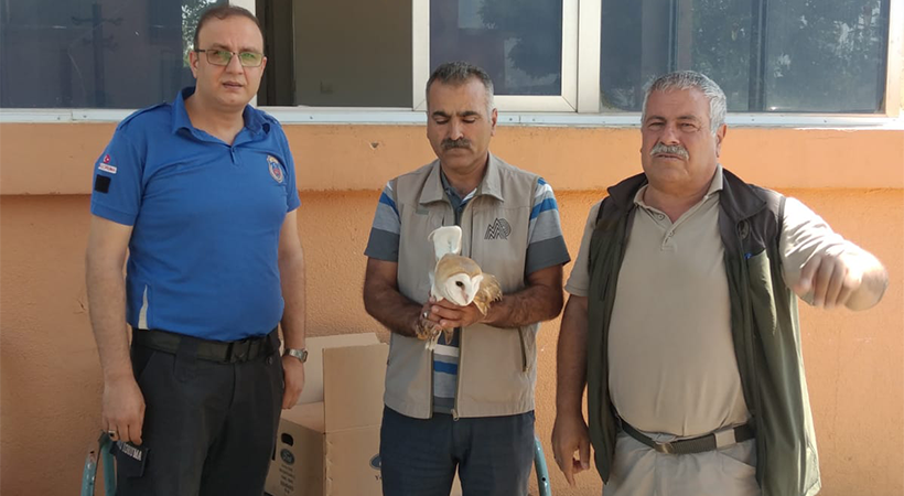 Doğada bitkin halde bulunan peçeli baykuş tedavi altına alındı;