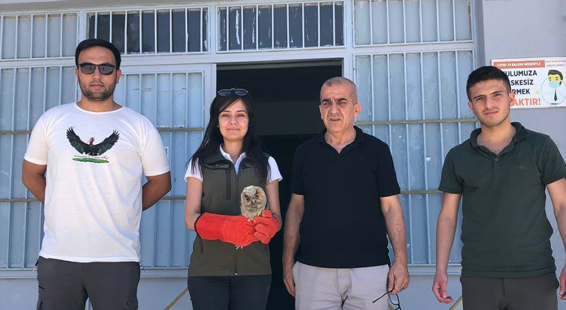 Birecik’te bitkin halde bulunan baykuş tedavi altına alındı;