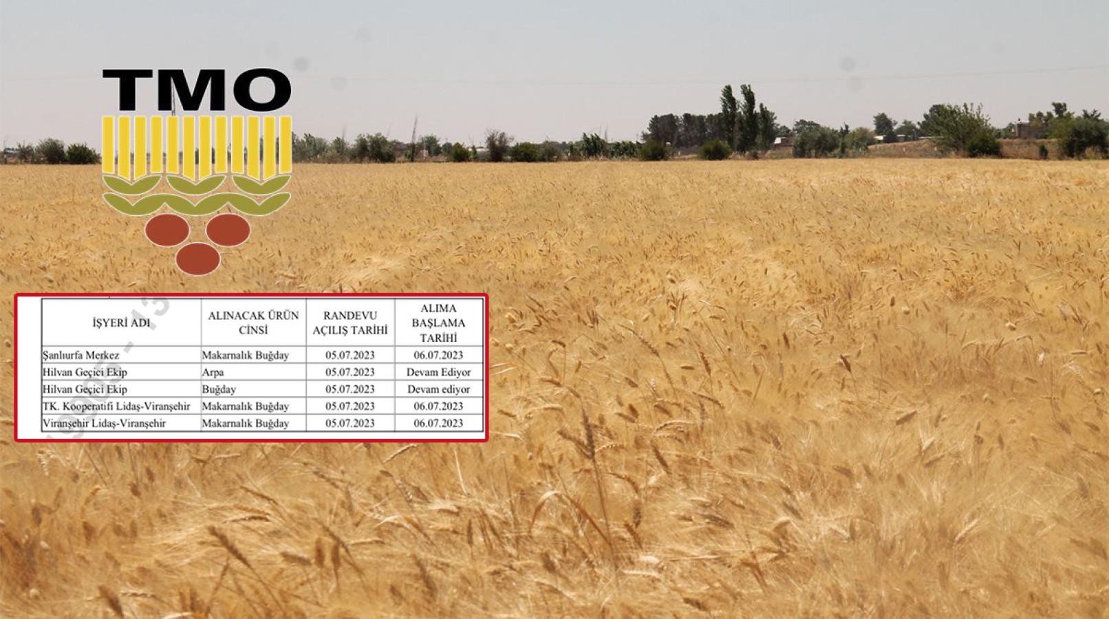 TMO’nun yeni hububat alım ve randevu tarihleri açıklandı;