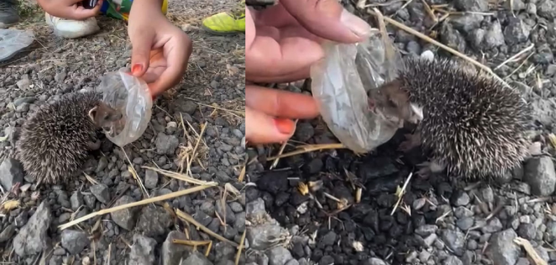 Kavurucu sıcaklar, küçük kirpi ve çocuklar... Günün en güzel videosu;