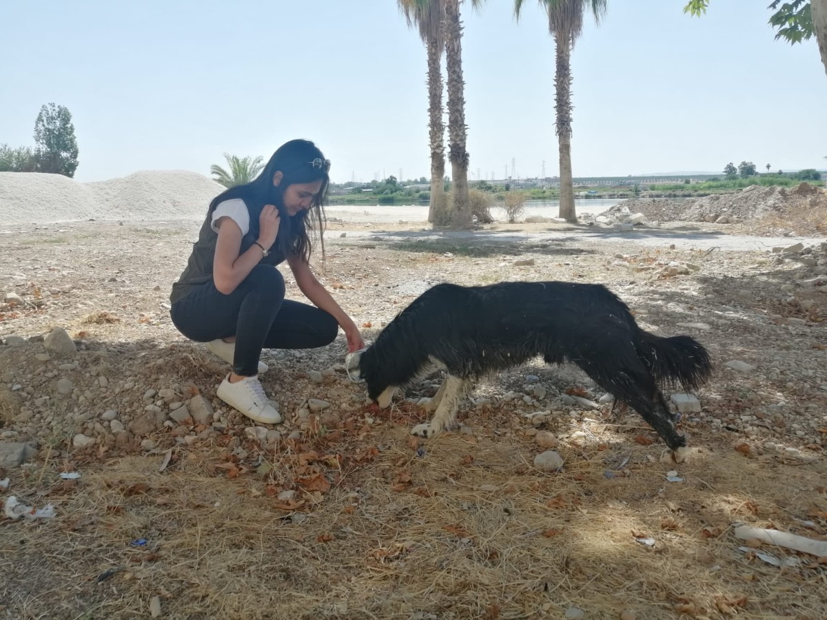 Birecik'te sokak hayvanları unutulmadı;