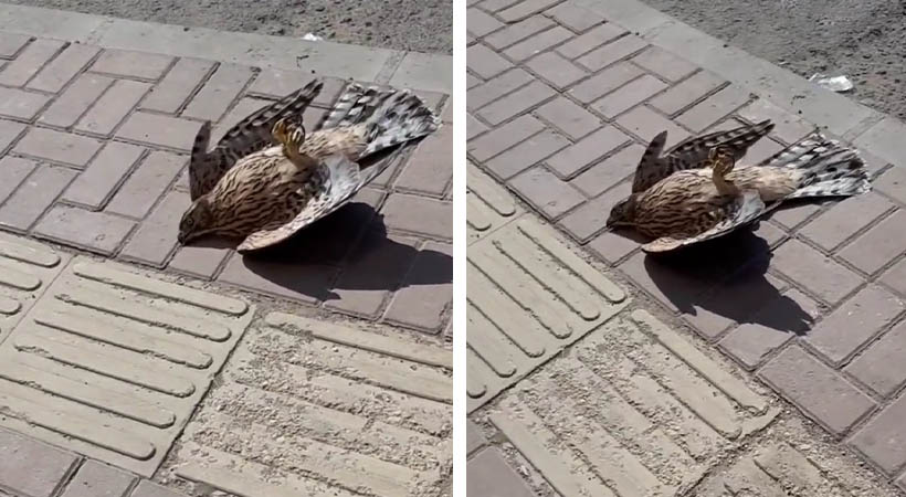 Urfa’da sıcaktan fenalaşan şahinin yardımına vatandaşlar yetişti!;