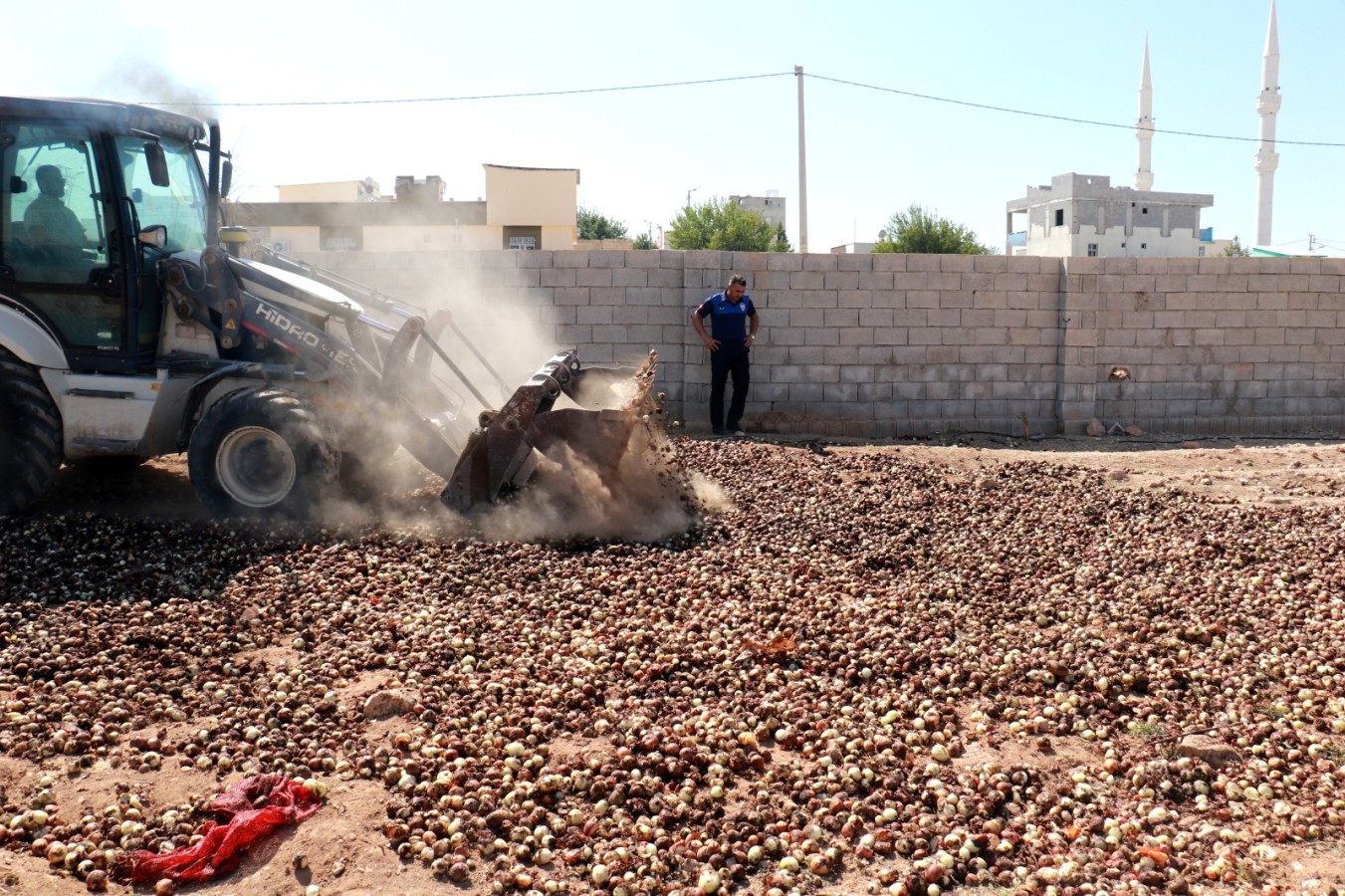 Akçakale’de 4 ton çürümüş soğan ele geçirildi;