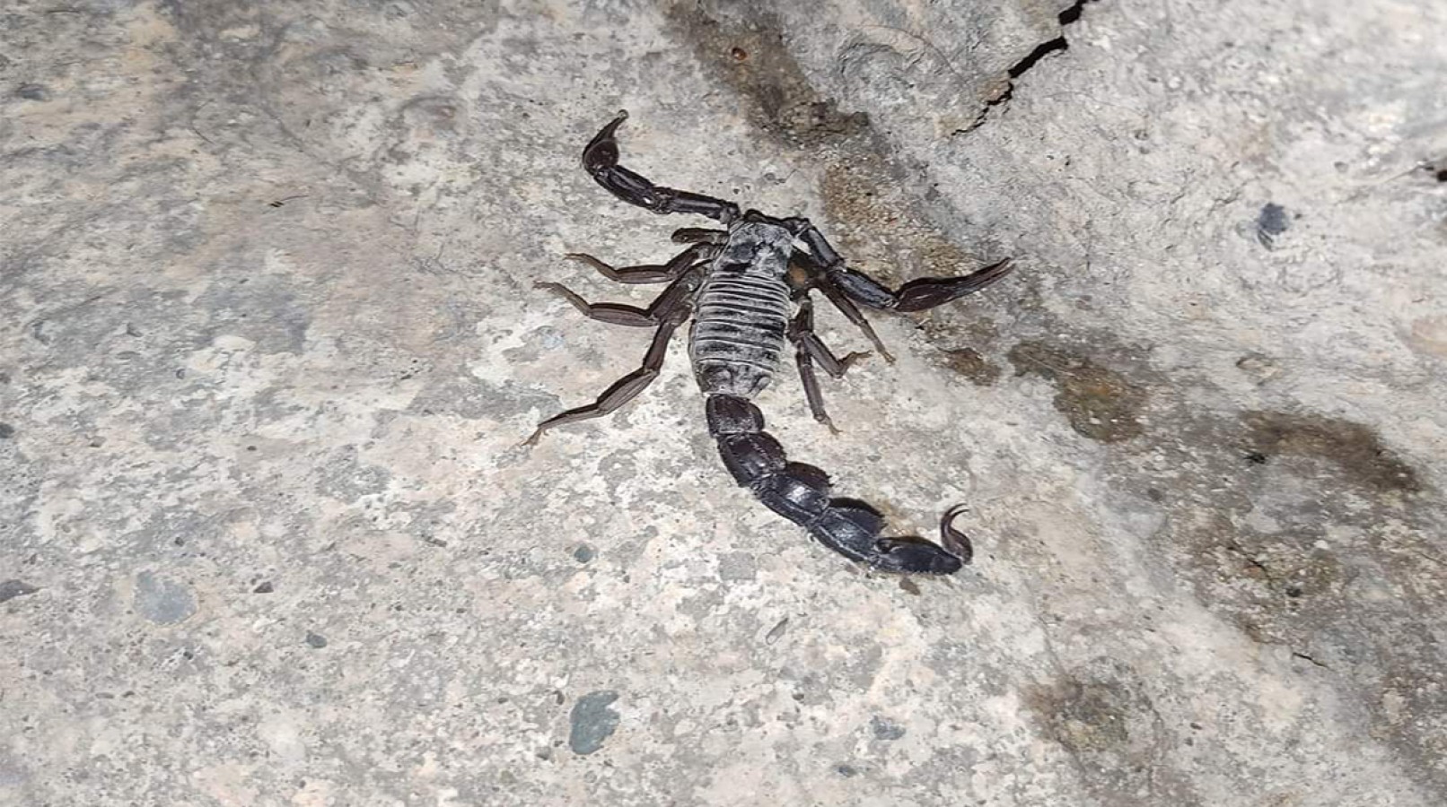 Akçakale’de siyah akrepler vatandaşı tedirgin ediyor;