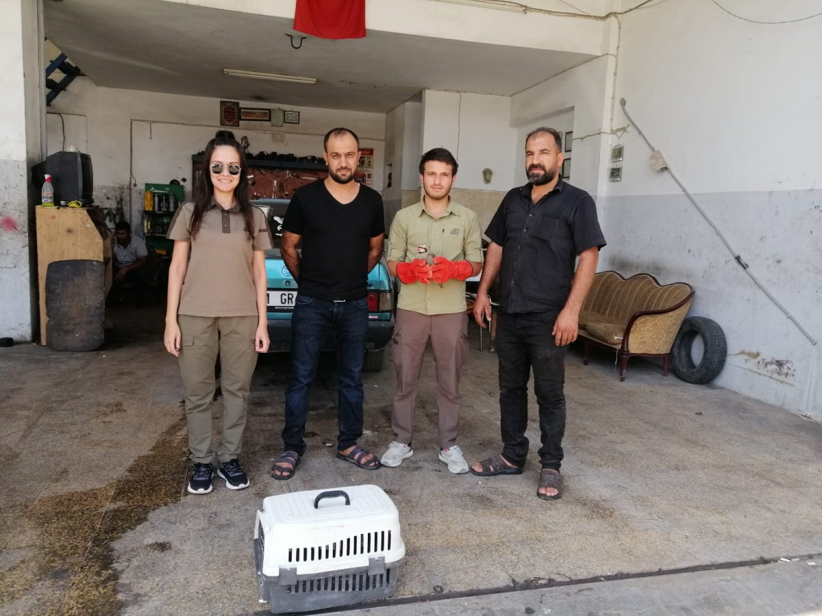 Urfa’da yaralı halde kınalı keklik bulundu;