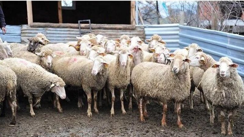 Şanlıurfa’da ‘sonbahar şap aşılama’ kampanyası başladı;