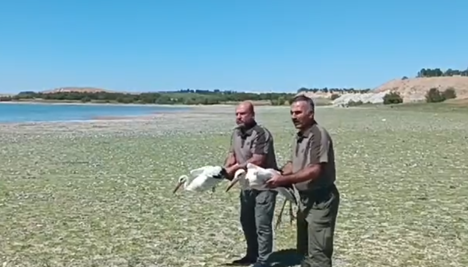 Şanlıurfa’da tedavisi tamamlanan leylekler doğaya bırakıldı!;