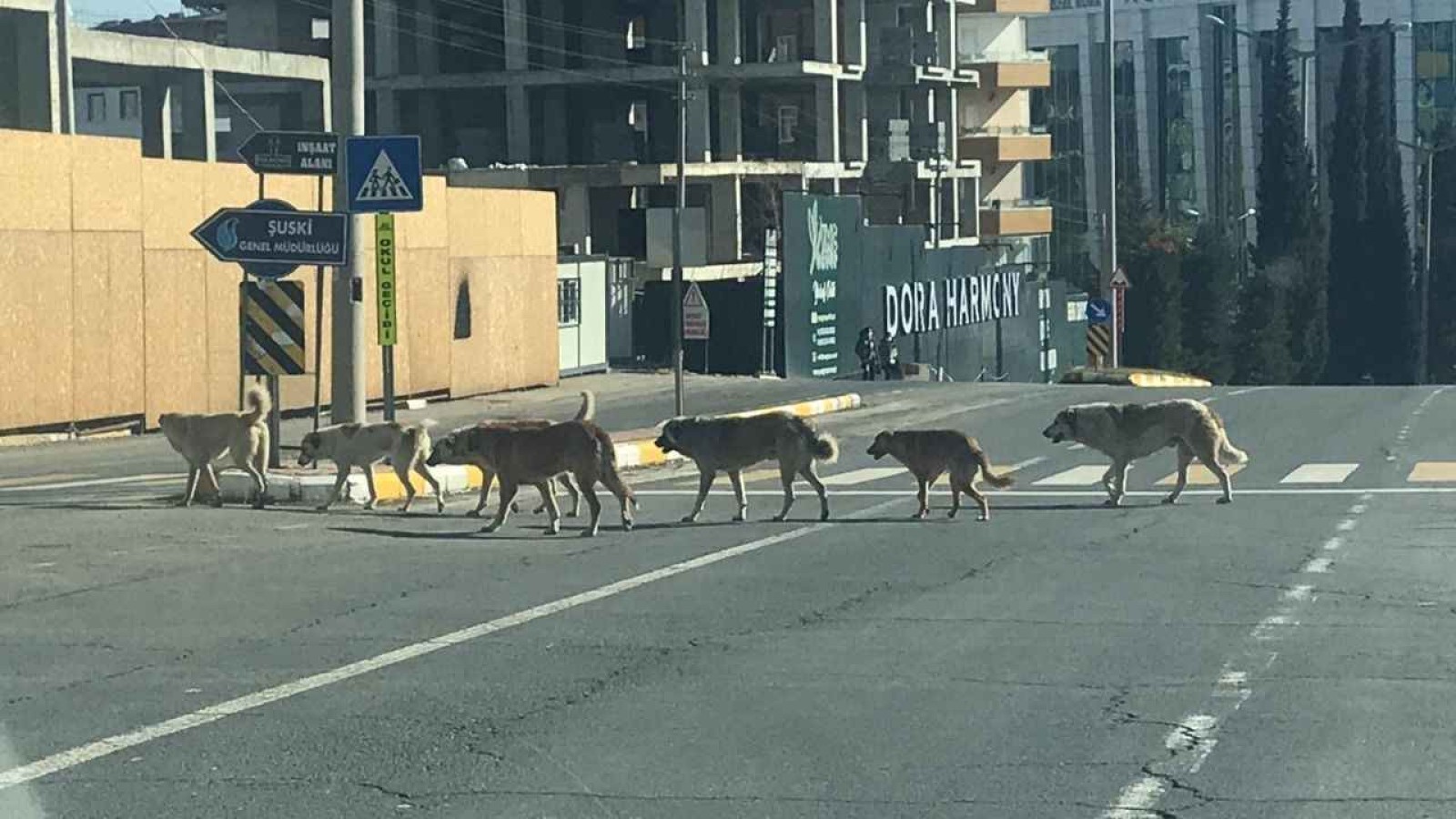 Başıboş köpekler için yeni önlemler;