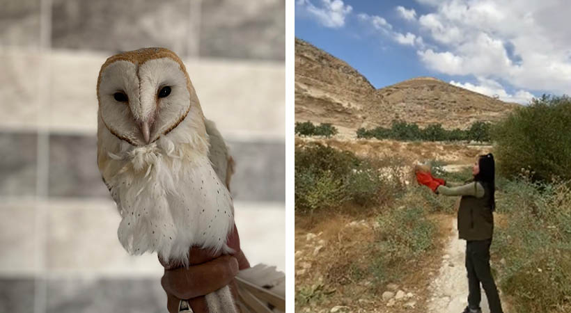 Urfa'da tedavisi tamamlanıp doğaya bırakıldı!;
