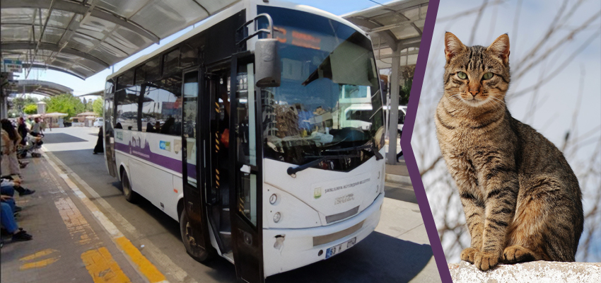 Şanlıurfa’da otobüste ‘kedi’ tartışması;