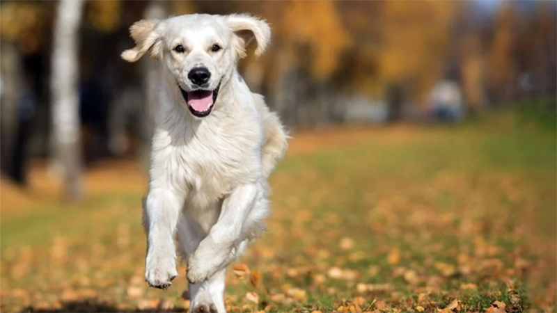 Sokağa dışkılayan köpekler ve sahipleri DNA testiyle bulunacak;