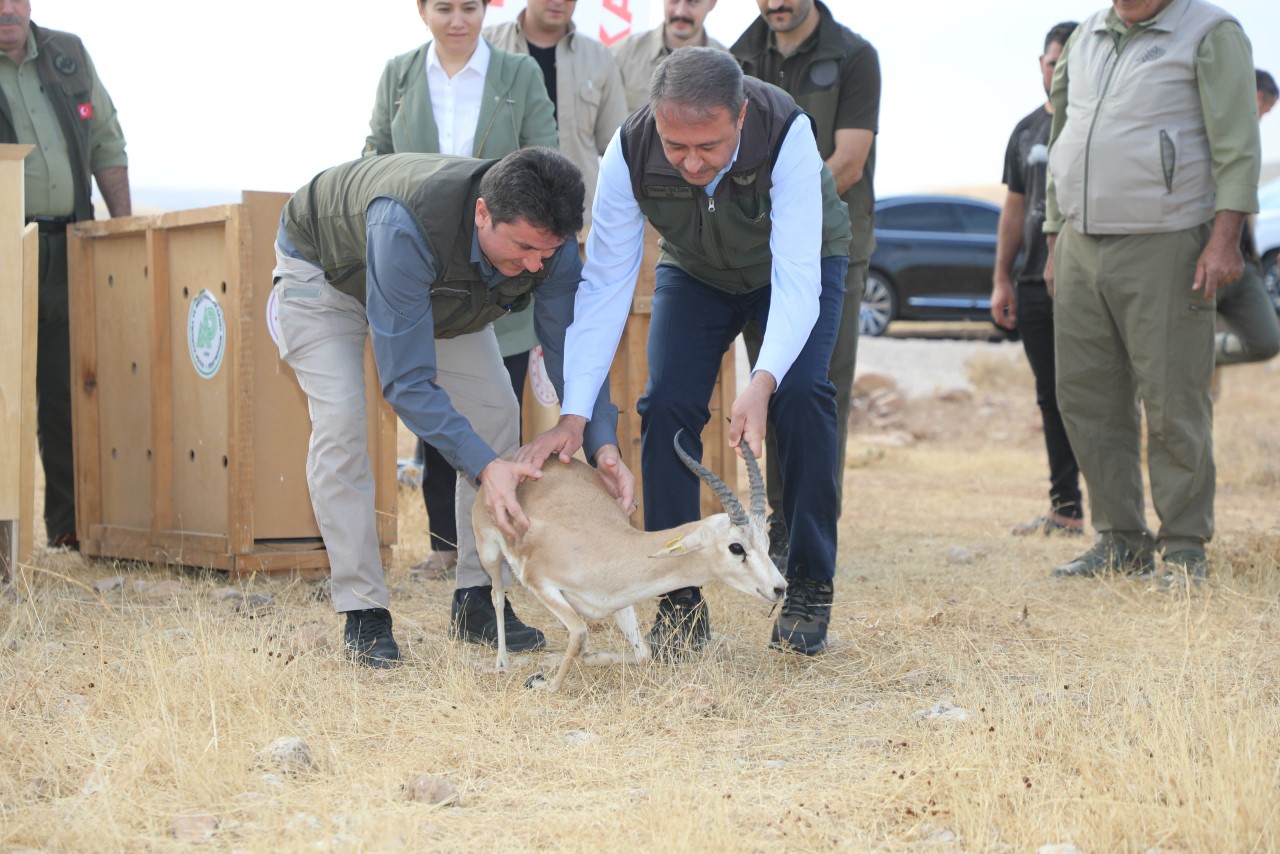 Vali Şıldak: Urfa ceylanı ülkemizdeki nadide türlerden biri;